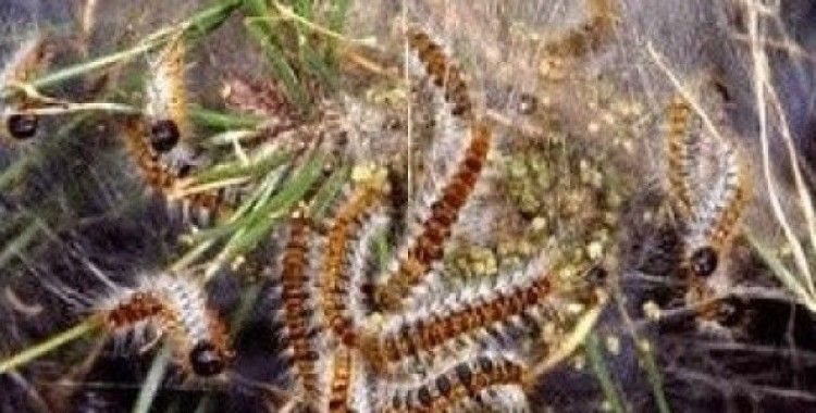 Kızıldağ Milli Parkı'nda çam kese böceği tehlikesi