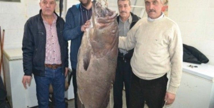 Saros'ta 66,5 kiloluk dev lağos balığı