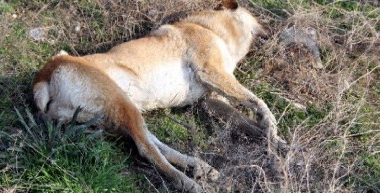 Konya’da köpek katliamı