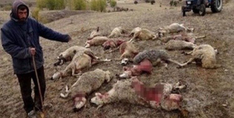 Sürüye saldıran kurtlar 30 koyunu telef etti