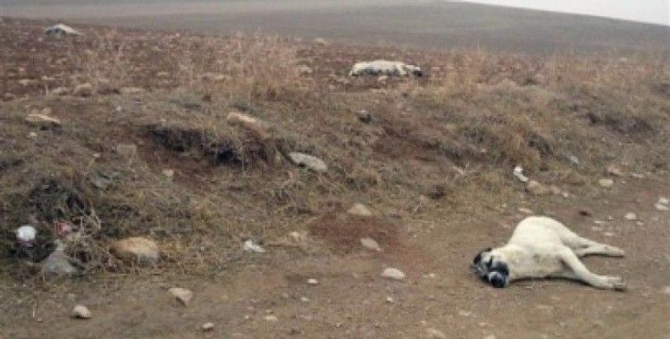 Büsan Sanayi Sitesi'nden ölü bulunan köpek açıklaması