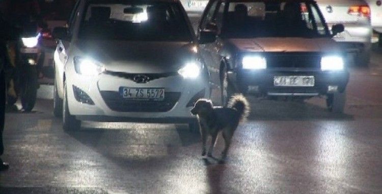 Karayoluna çıkan köpek trafiği birbirine kattı