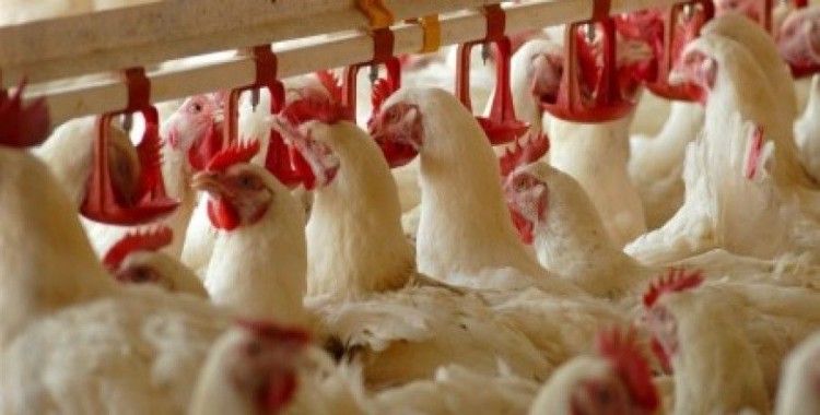 Tavuk üretimi arttı, hindi üretimi azaldı