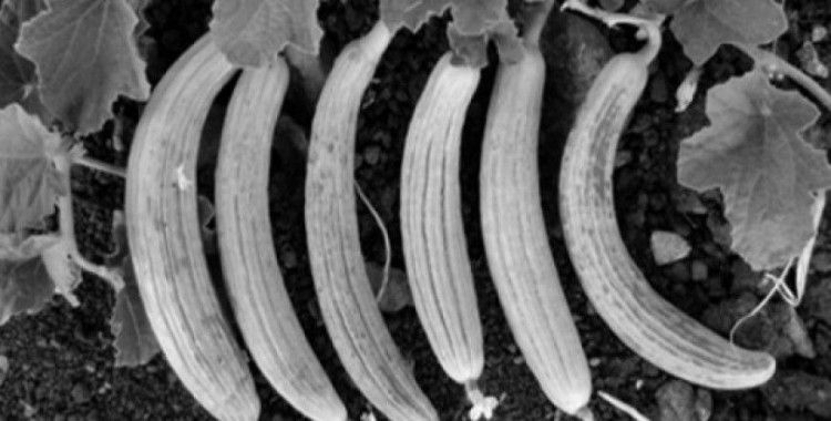 Rüyada acur görmek ne anlama gelir ?