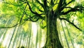 Rüyada ağaç görmek ne anlama gelir ?