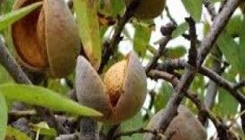 Rüyada badem ağacı görmek ne demek ?