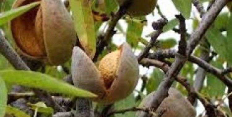 Rüyada badem ağacı görmek ne demek ?