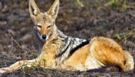 Rüyada çakal görmek ne demek ?