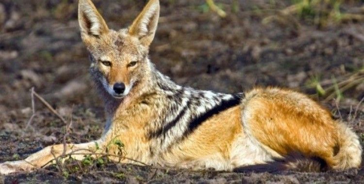 Rüyada çakal görmek ne demek ?