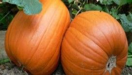 Rüyada bal kabağı görmek ne demek ?