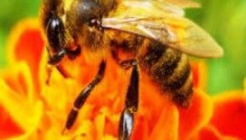 Rüyada bal arısı görmek ne demek ?