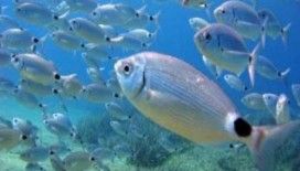 Rüyada balık görmek ne demek ?