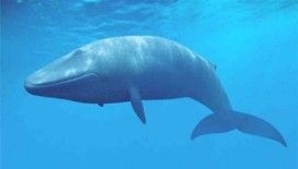 Rüyada balina görmek ne demek ?
