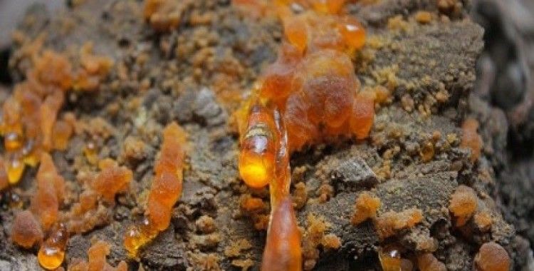  Rüyada çamsakızı görmek ne demek ?