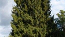  Rüyada çam görmek ne anlama gelir ?