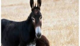 Kıbrıs Eşeği koruma altına alındı