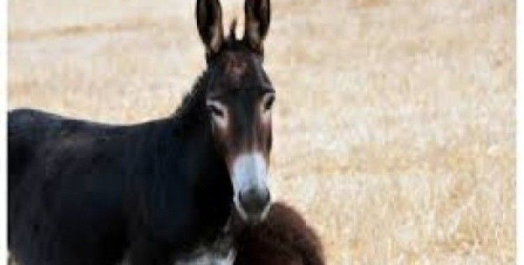 Kıbrıs Eşeği koruma altına alındı