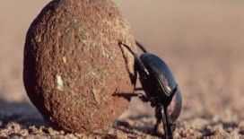 Rüyada bok böceği görmek ne demek ?