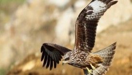  Rüyada çaylak görmek ne demek ?