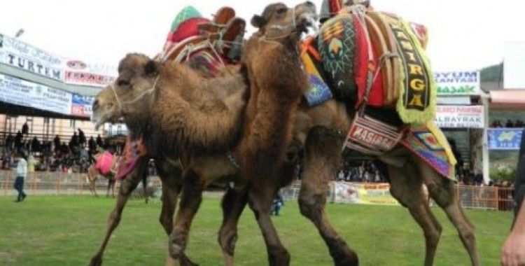 Kumluca'da deve güreşi heyecanı