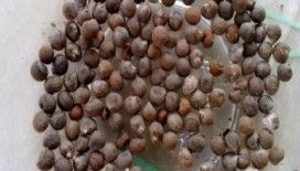  Rüyada çiçek tohumu görmek ne demek ?