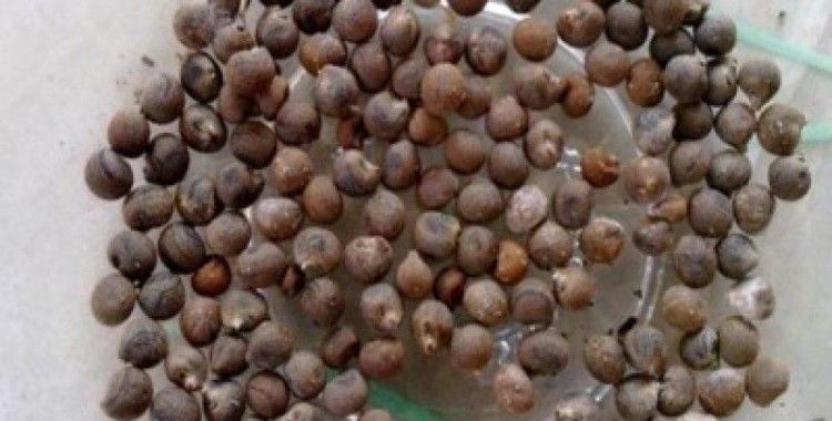  Rüyada çiçek tohumu görmek ne demek ?