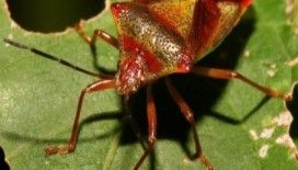 Rüyada böcek görmek ne demek ?