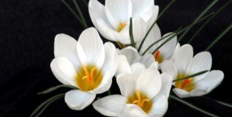  Rüyada çiğdem görmek ne demek ?