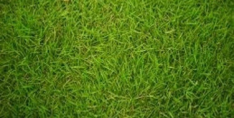  Rüyada çim görmek ne demek ? 