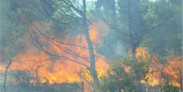 Yüksek gerilim hattının kıvılcımı ormanı yaktı