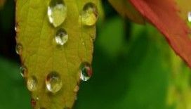  Rüyada çiy görmek