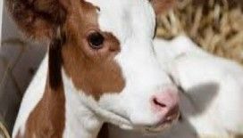 Rüyada buzağı görmek