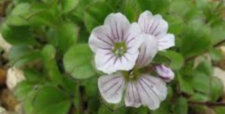 Rüyada çöven görmek