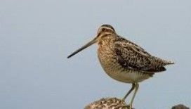 Rüyada çulluk görmek