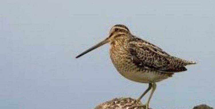 Rüyada çulluk görmek