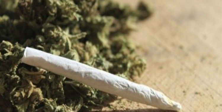 Bonzai etkileri nelerdir ?