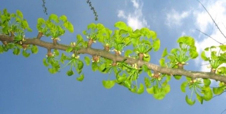 Rüyada dal görmek nedir