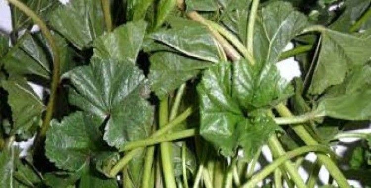 Rüyada ebegümeci görmek