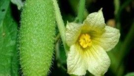 Rüyada Ebucehil karpuzu görmek