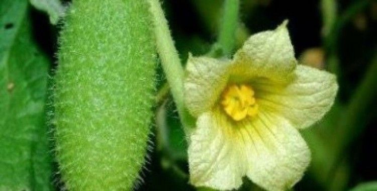 Rüyada Ebucehil karpuzu görmek