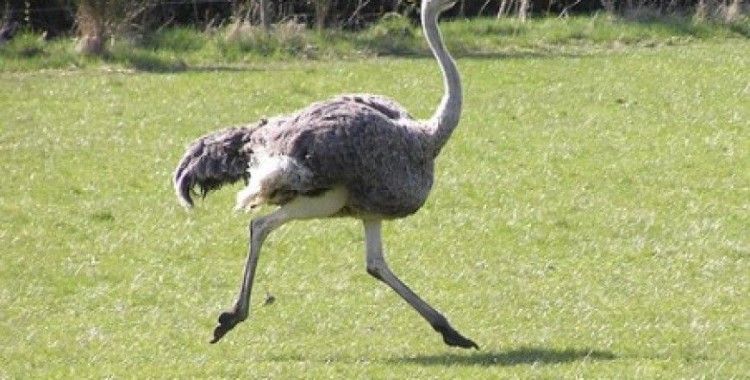 Rüyada devekuşu görmek