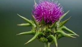 Rüyada deve dikeni görmek