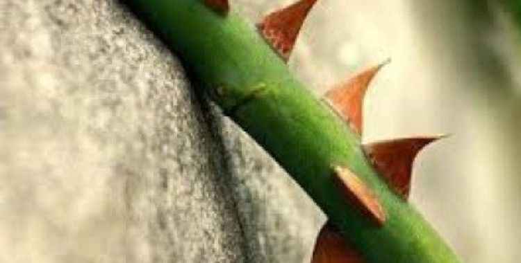 lezbiyen porno video indir kiralık daire şerifali ümraniye