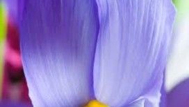 Rüyada eflatun görmek