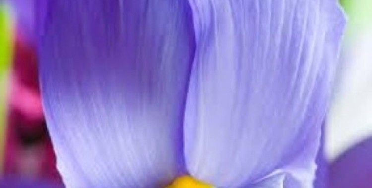 Rüyada eflatun görmek