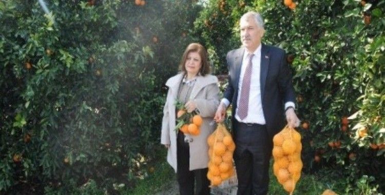 Adana'da vatandaşa 500 ton portakal dağıtılıyor