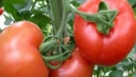 Rüyada domates görmek