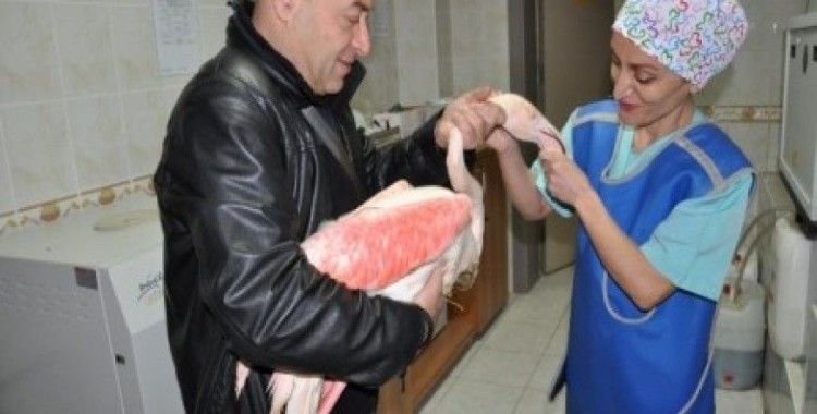Bursa'da maganda kurbanı yaralı flamingoya ameliyat