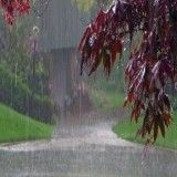 Дождь живая природа