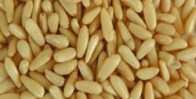 Çamfıstığının faydaları nelerdir ?